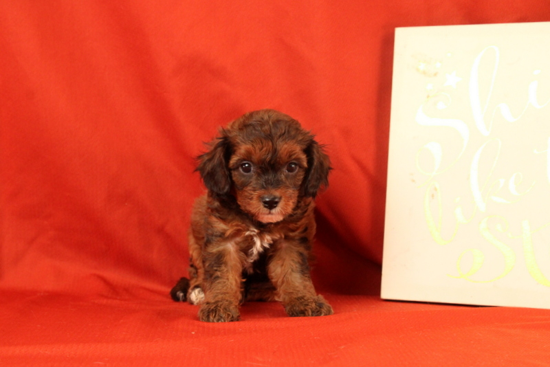 puppy, for, sale, Cavapoo, Matthew B. Stoltzfus, dog, breeder, Gap, PA, dog-breeder, puppy-for-sale, forsale, nearby, find, puppyfind, locator, puppylocator, aca